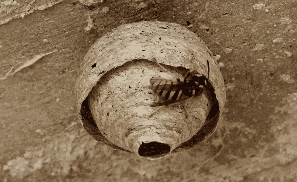 nido di calabroni chi chiamare